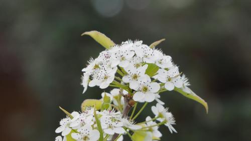 Apple Blossoms