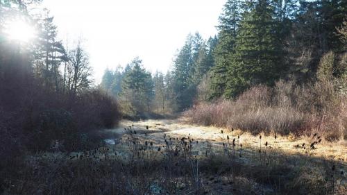 Bright Bog