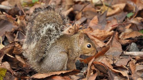 Bright Eyed and Bushy Tailed