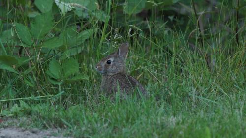 Bunny Gaze