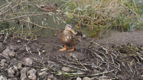 Side Eye Duck