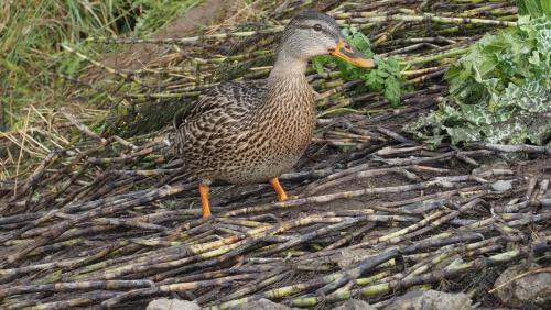 Duck Stare