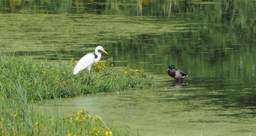 Egret Meets Malard