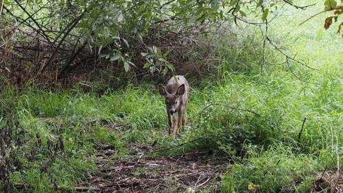 Forest Puppy