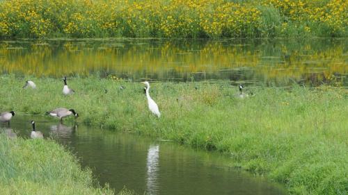 Glowing Egret