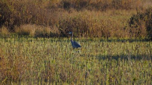 Grasslands Heron