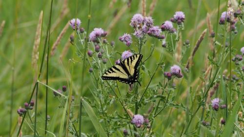 Yellow Butter Fly