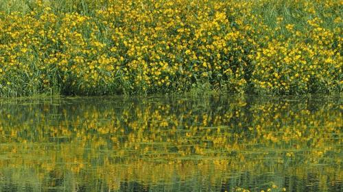 Yellow Reflections